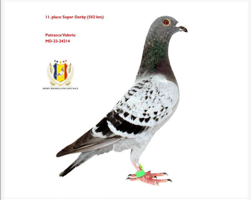 20	Final Race (506 km) 	 DERBY MOLDOVA OLR	 MD 2712	