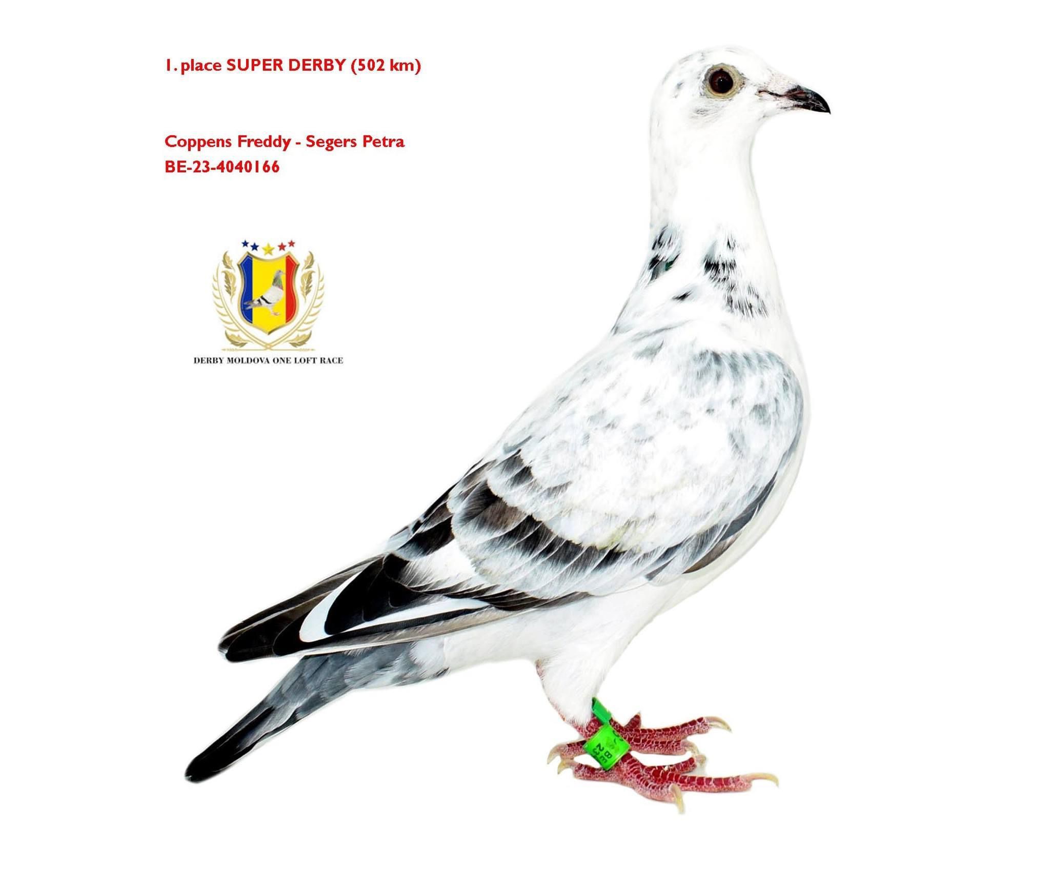 20	Final Race (506 km) 	 DERBY MOLDOVA OLR	 MD 2712	