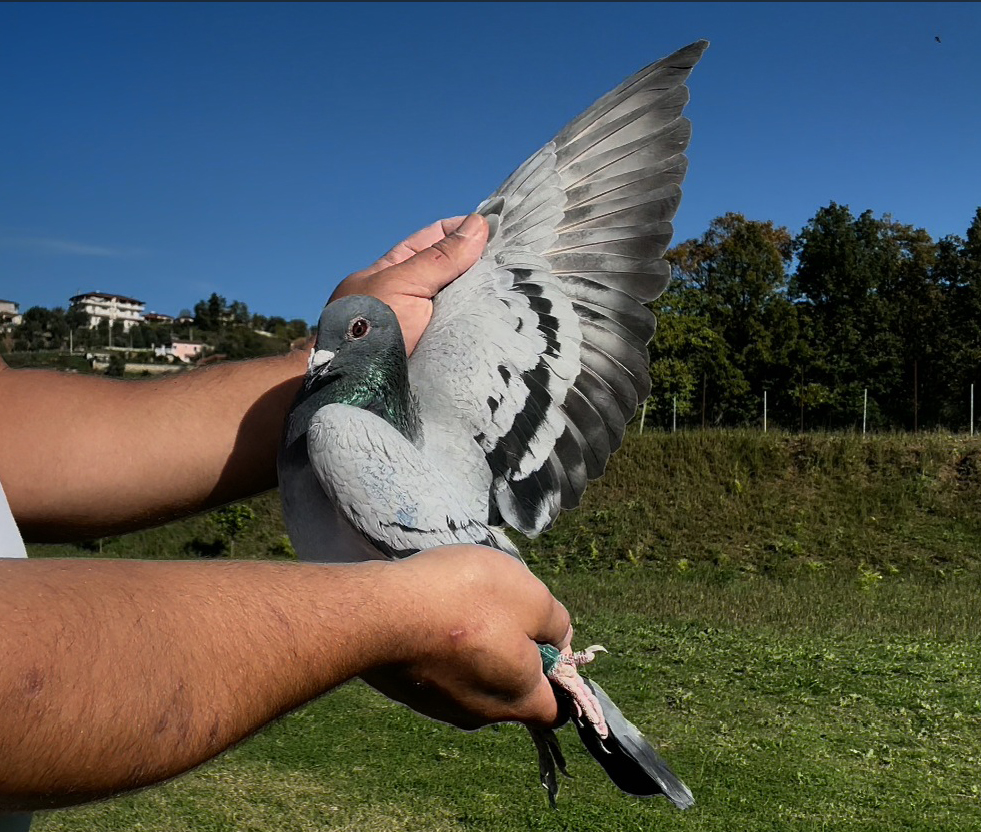 20	place Super Derby (506 km) 	 Joekel Skylights - OJ3	 DV-07001-5158-2025	