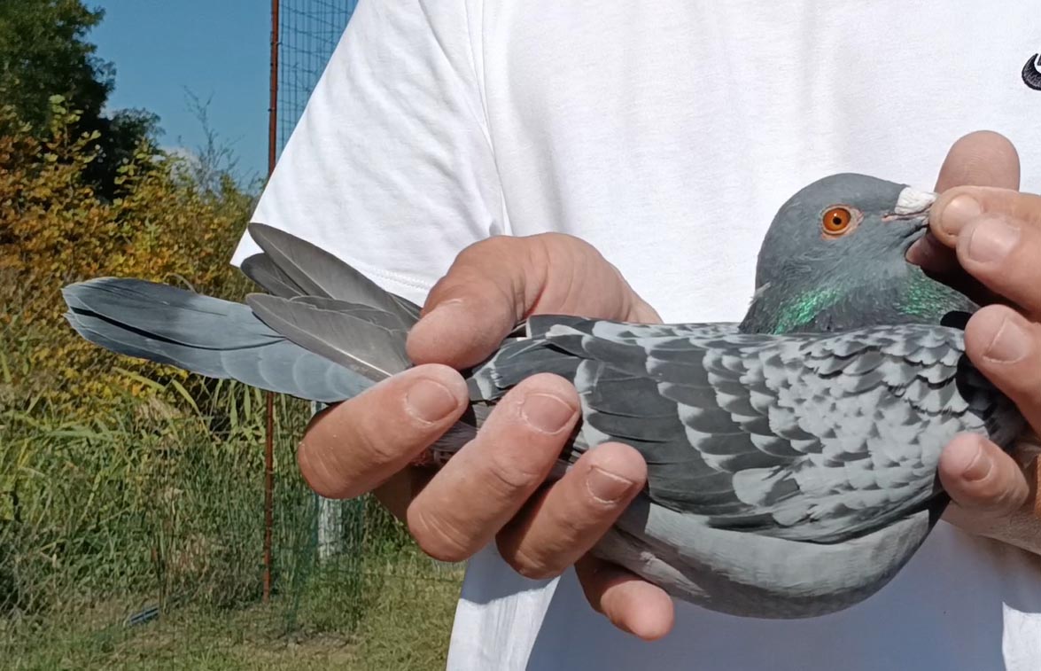 21	Final Race (412 km) 	 ZG Helios	 CH-14764-2025	