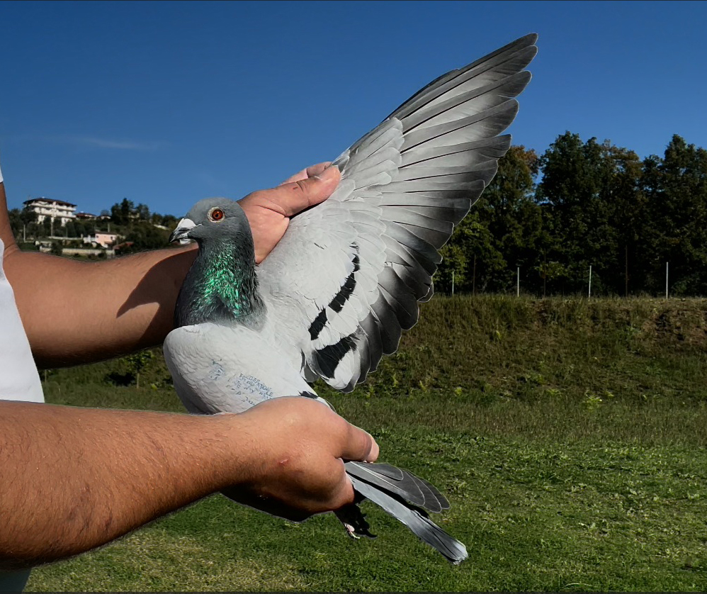 21	place Super Derby (506 km) 	 Genti Xheraj	 AL-68613-2025	