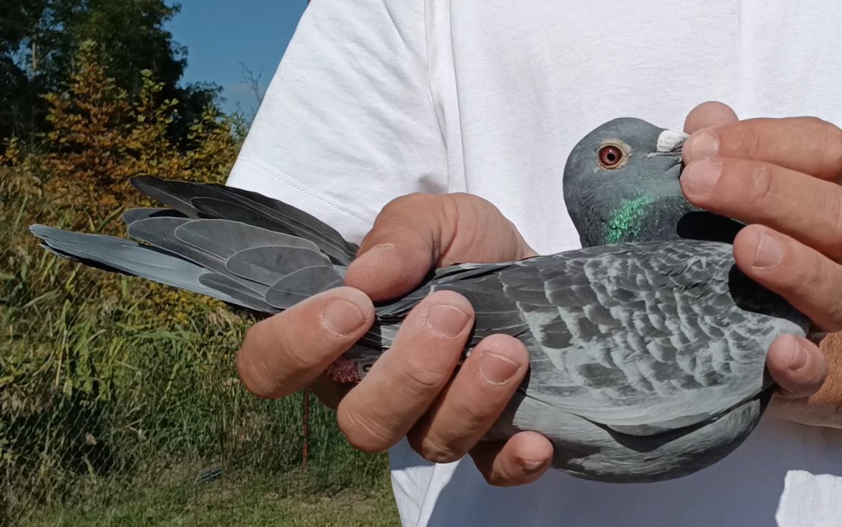 22	Final Race (412 km) 	 Luan Dingu Team B	 AL-62239-2025	