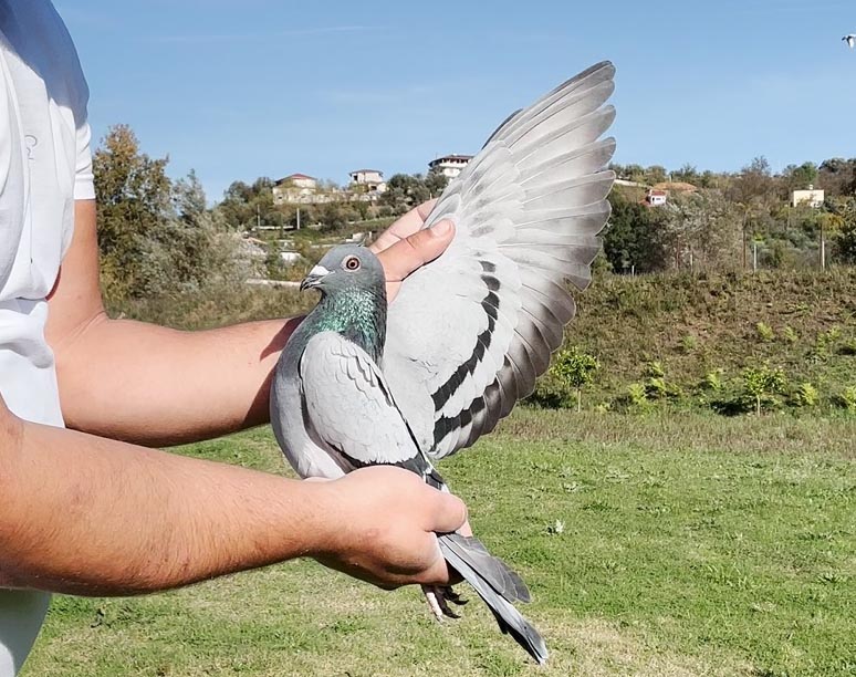 22	place Super Derby (506 km) 	 Liri & Sula	 AL-261547-2025	