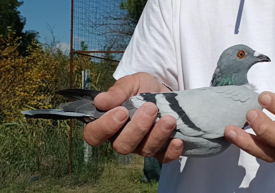 23	Final Race (412 km) 	 KOSOVA FATLUM ABAZI	 RKS-0004012-2025	