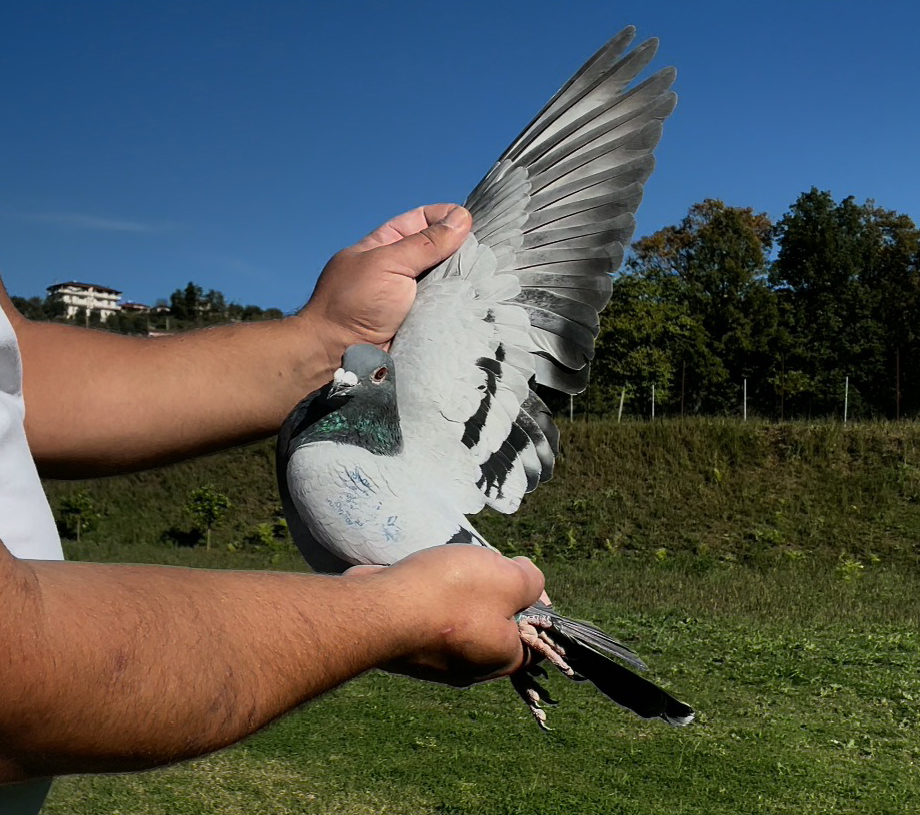 23	place Super Derby (506 km) 	 Cuqe	 AL-69872-2025	