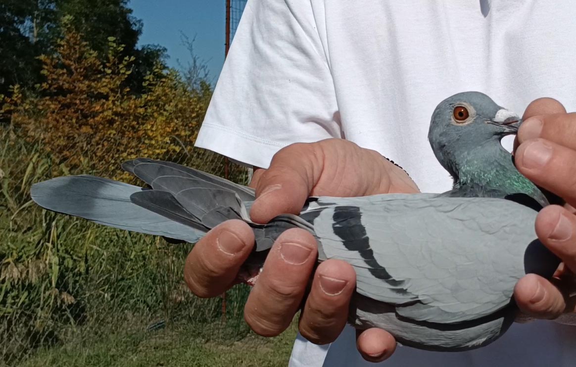 24	Final Race (412 km) 	 Blerim & Meriton Team A	 RKS-0005564-2025	