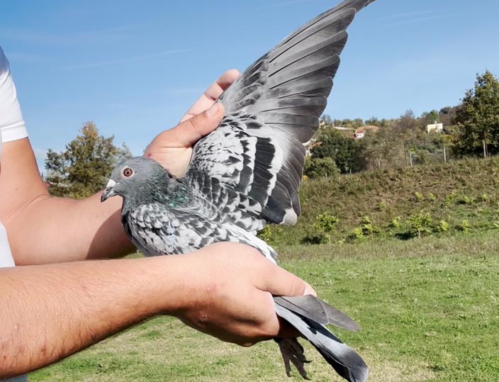 24	place Super Derby (506 km) 	 Bledi & Saimir	 AL-63668-2025	