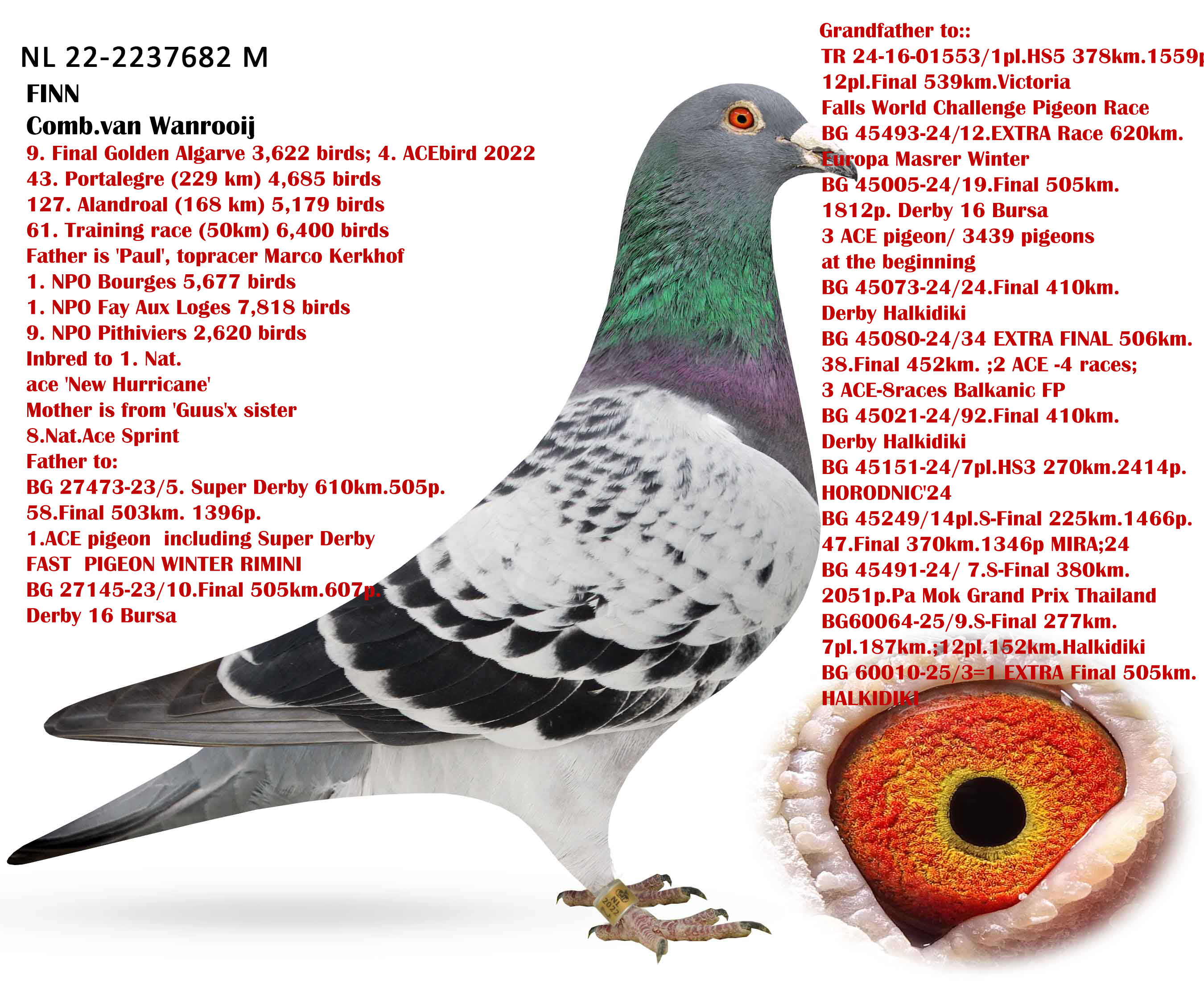 246	Final Race (506 km) 	 PETAR & KIRIL RAPONSKI	 BG 65135	