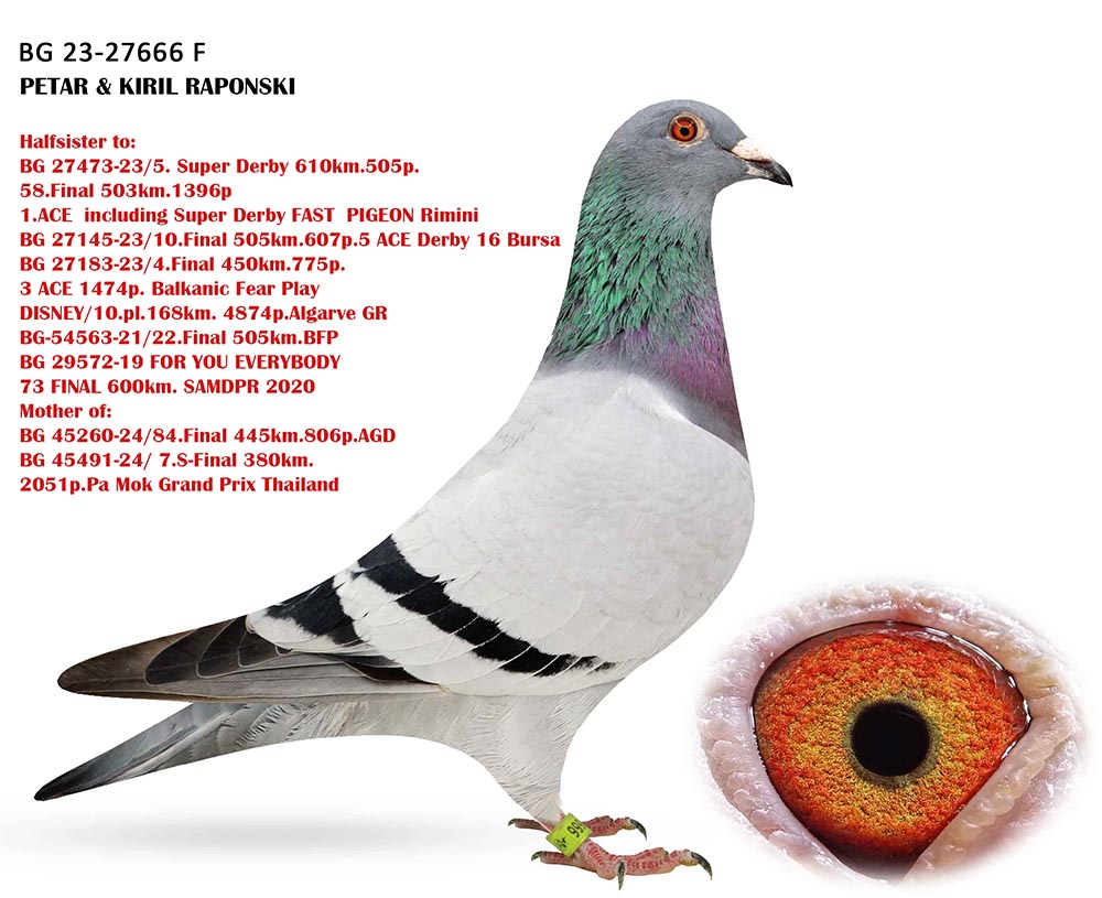 246	Final Race (506 km) 	 PETAR & KIRIL RAPONSKI	 BG 65135	