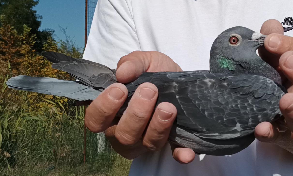 25	Final Race (412 km) + 6 Ace	 Wiesnet & Kurz Team A - TTJ	 DV-05425-1136-2025	