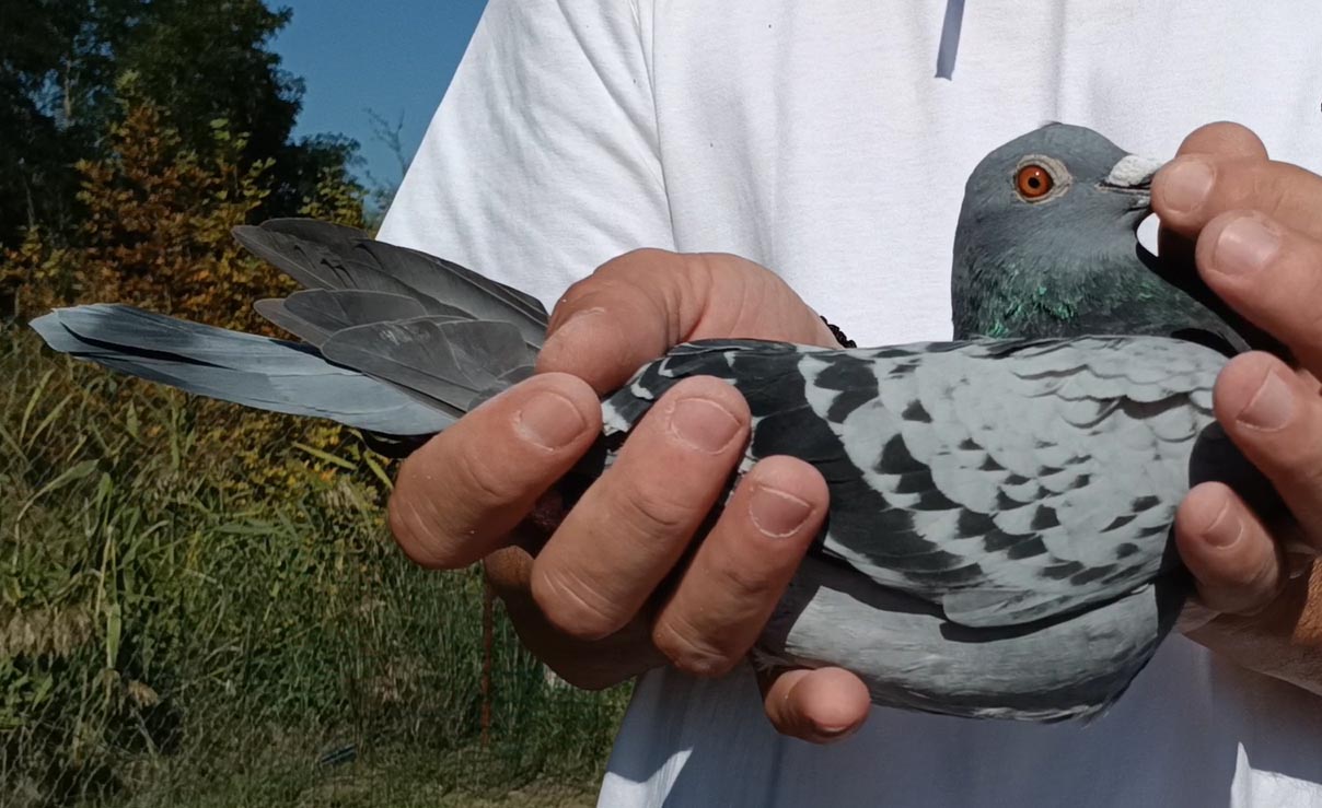 26	Final Race (412 km) 	 Nardi	 AL-66318-2025	