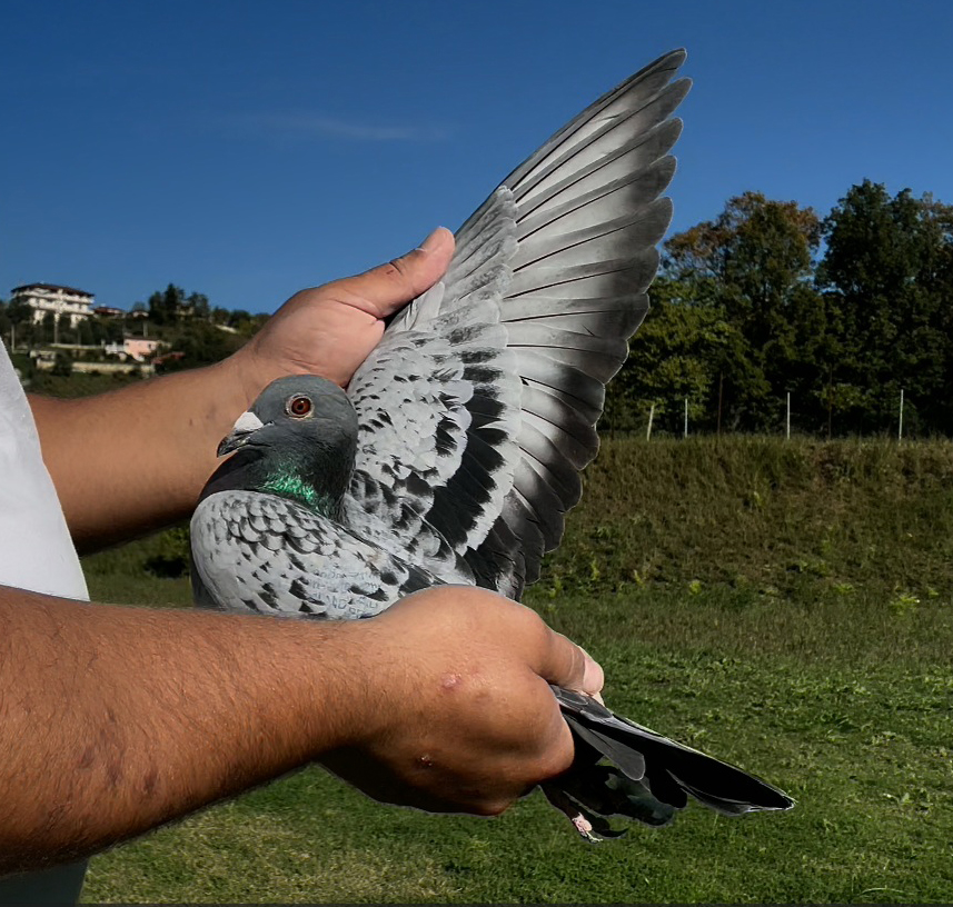 26	place Super Derby (506 km) 	 Team Petova A	 AL-67327-2025	