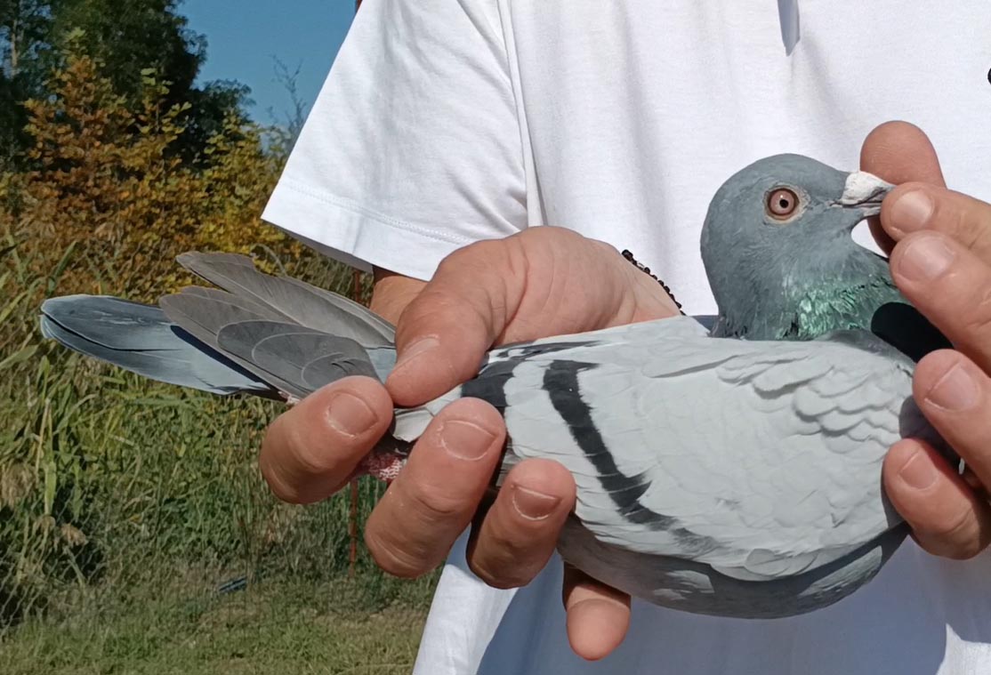 27	Final Race (412 km) 	 Dr Oflin & Dr Kujtim Sejda	 DV-01116-767-2025	