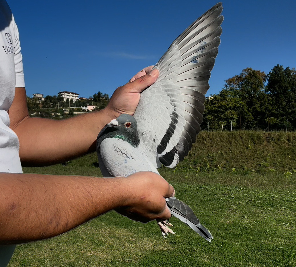 27	place Super Derby (506 km) 	 Asmir Shala Team B	 RKS-08960-2025	