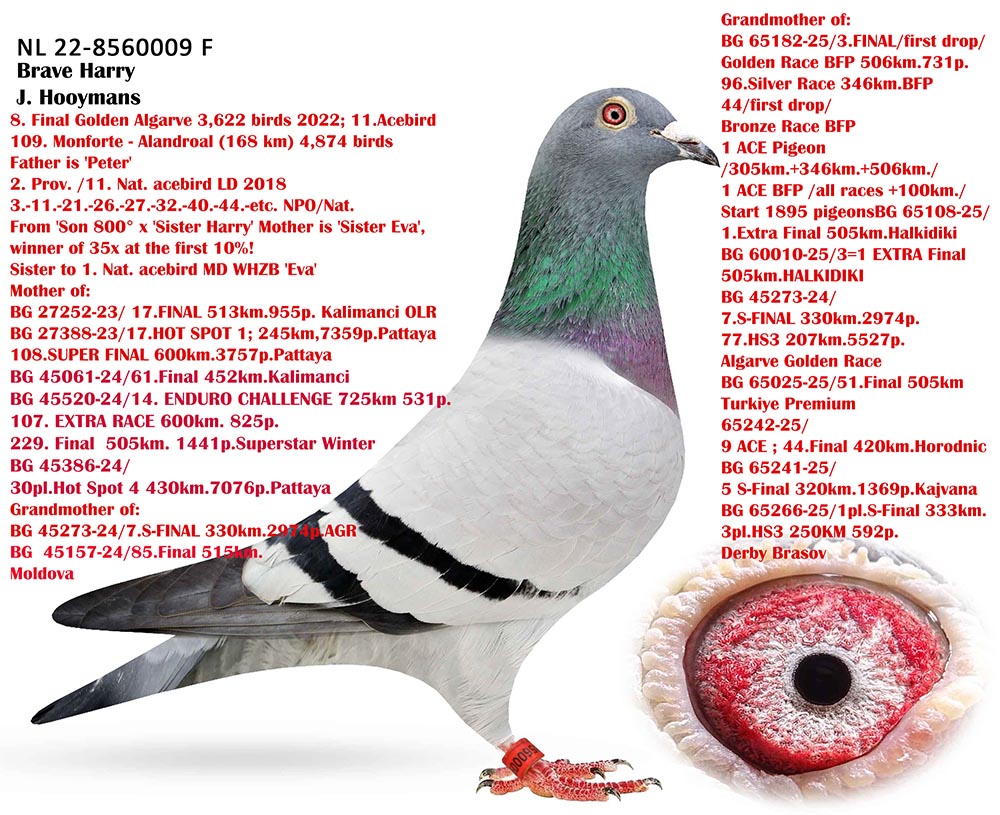 271	Final Race (506 km) 	 PETAR & KIRIL RAPONSKI	 BG 65181	