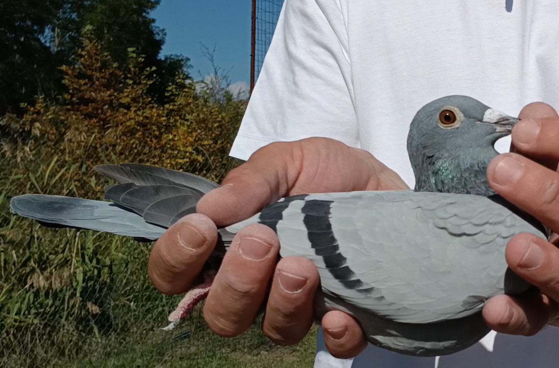 28	Final Race (412 km) 	 Arnold Shala Team A	 AL-61799-2025	