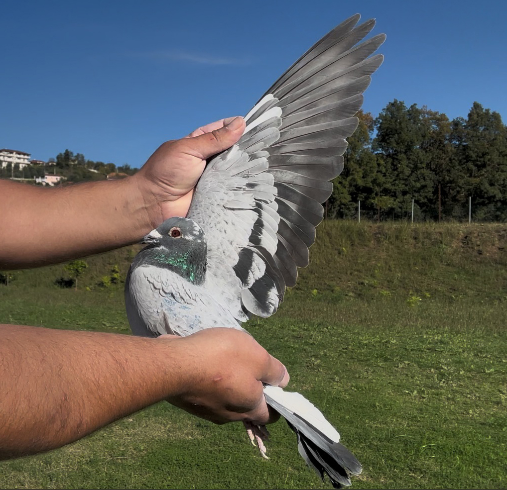 28	place Super Derby (506 km) 	 Mentor Bulku Team A	 AL-61463-2025	