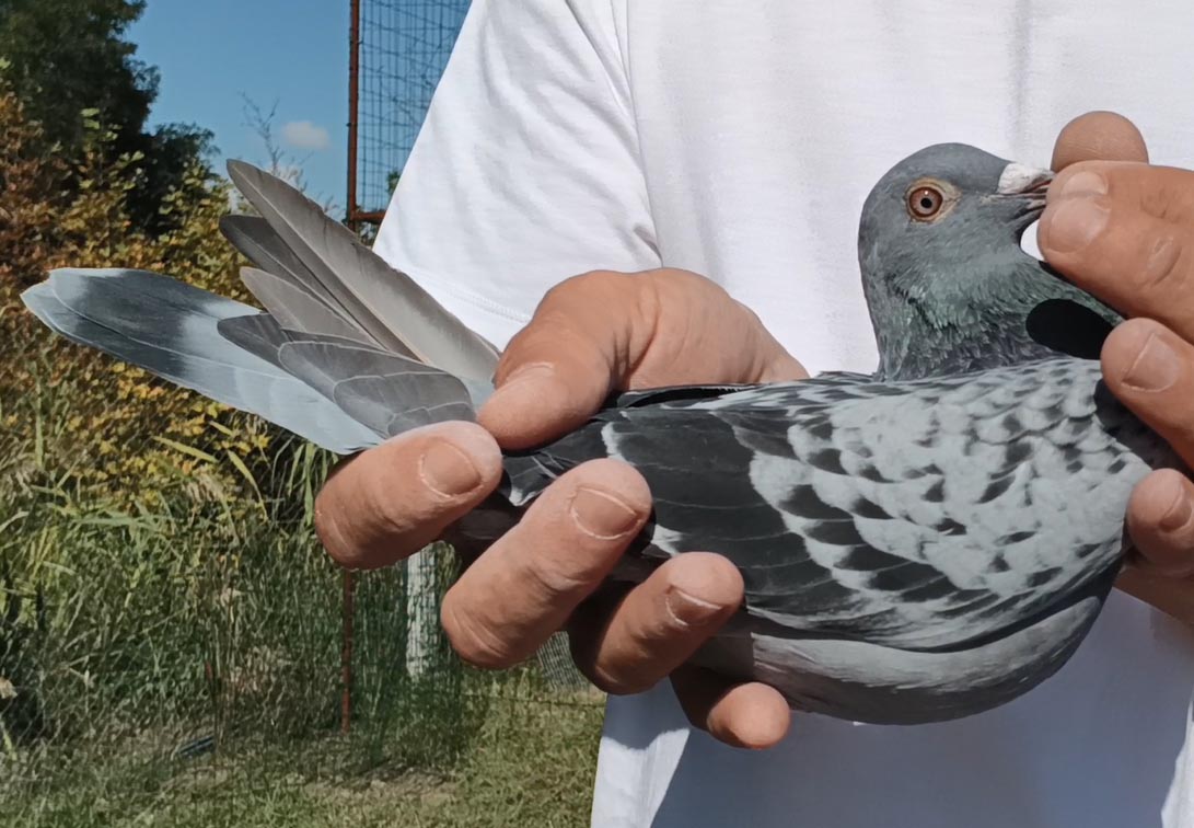 29	Final Race (412 km) 	 Eduart Hasanaj Team C	 AL-62087-2025	