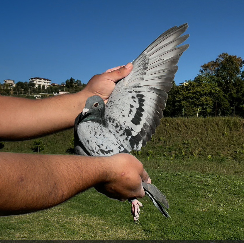 29	place Super Derby (506 km) 	 Attica Racing Pigeons 09	 GR-0904751-2025	