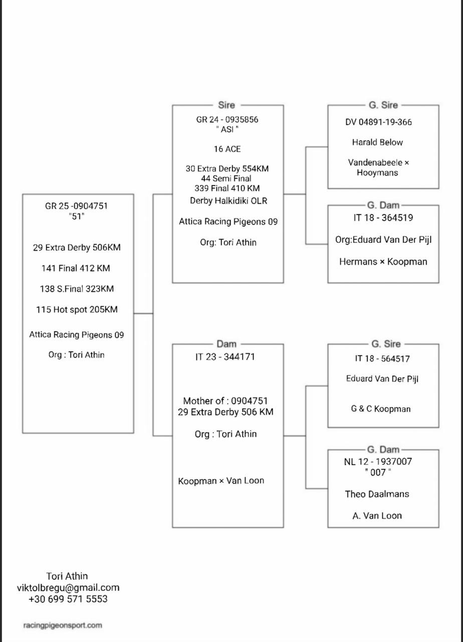 29	place Super Derby (506 km) 	 Attica Racing Pigeons 09	 GR-0904751-2025	