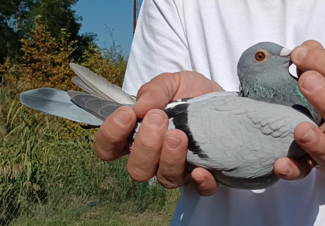 3	Final Race (412 km) 	 PMTP Champion	 AL-63821-2025	