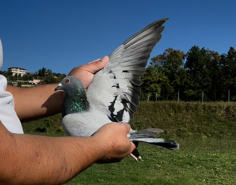 3	place Super Derby (506 km) 	 Attica Racing Pigeons 09	 GR-0904090-2025	