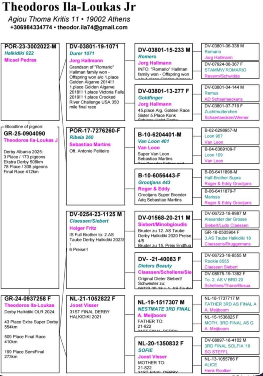 3	place Super Derby (506 km) 	 Attica Racing Pigeons 09	 GR-0904090-2025	
