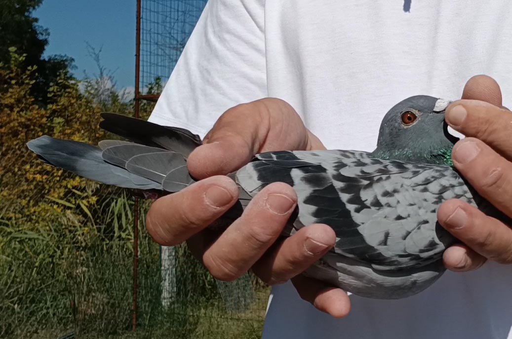 30	Final Race (412 km) 	 Ervin Doko Team B	 GR-0515027-2025	