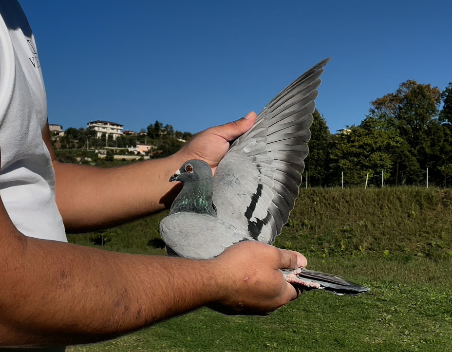 30	place Super Derby (506 km) 	 Jan Niculae	 RO-001082-2025	