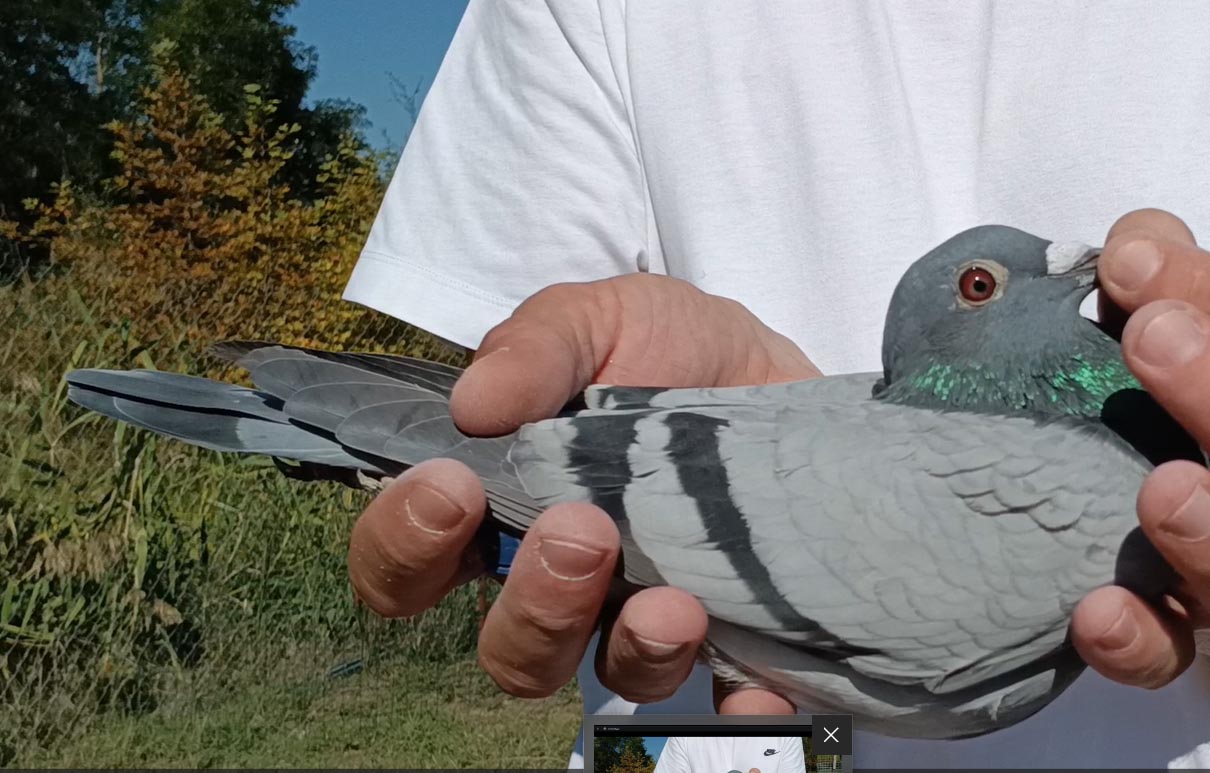 31	Final Race (412 km) 	 Genci Dosi	 AL-65859-2025	