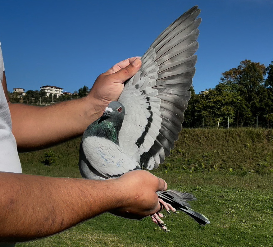 31	place Super Derby (506 km) 	 Roland Vangjeli	 AL-260051-2025	