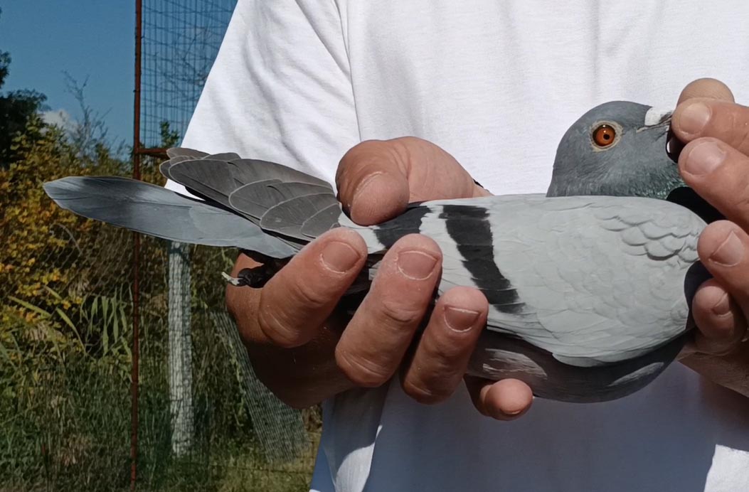 32	Final Race (412 km) 	 Bush &i Opi	 AL-254714-2025	