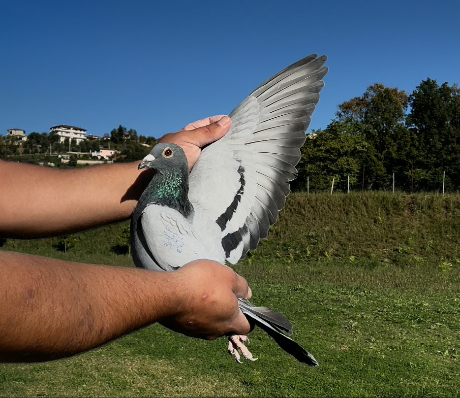 32	place Super Derby (506 km) 	 Salvador Sylaj Team A	 AL-61302-2025	