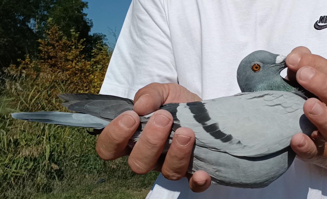 33	Final Race (412 km) 	 Hoehn Rainer	 DV-09105-364-2025	