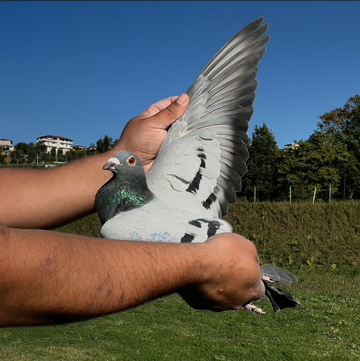 33	place Super Derby (506 km) 	 Blerim & Meriton Team A	 RKS-0005563-2025	