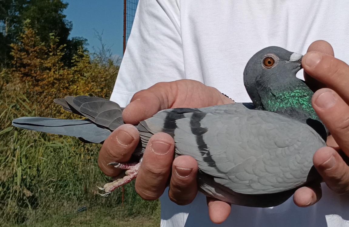 34	Final Race (412 km) + 1 Ace	 Duta Cristi & Ciprian	 IT-104160-2025	