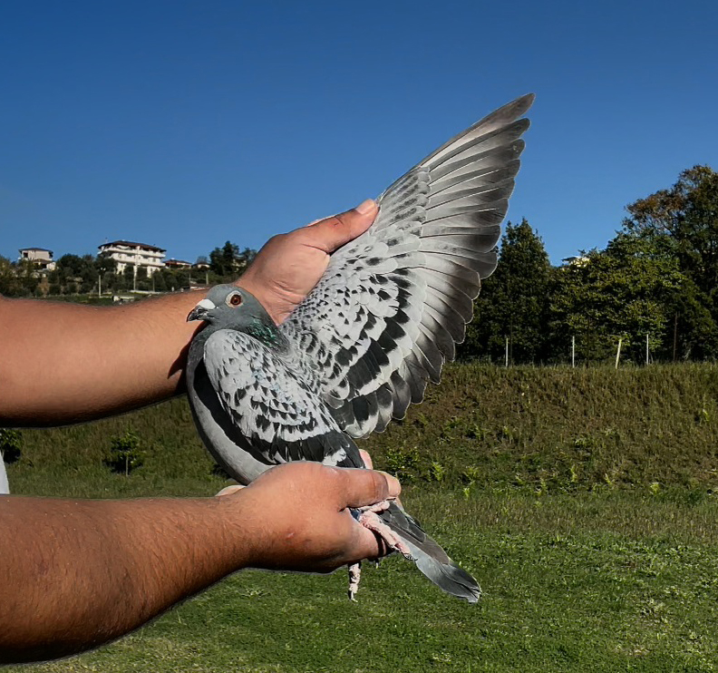 34	place Super Derby (506 km) 	 $ PUKE $ Team C	 AL-63720-2025	