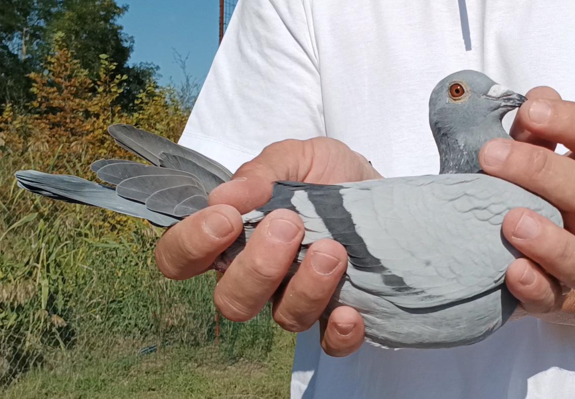 35	Final Race (412 km) 	 Gezim Sula	 AL-64323-2025	