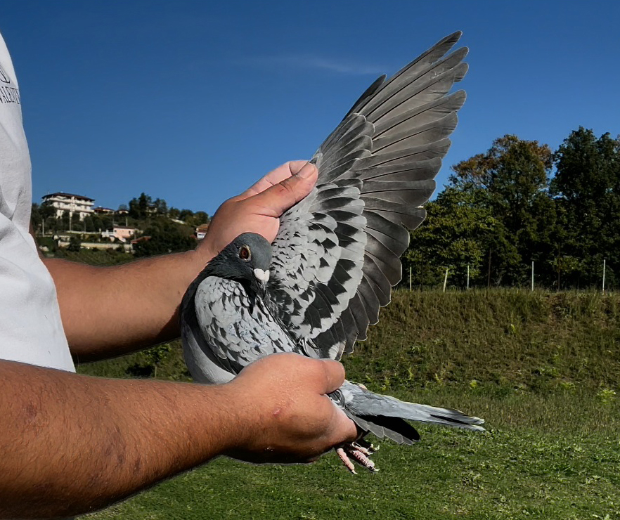 35	place Super Derby (506 km) 	 Nardi	 AL-66316-2025	