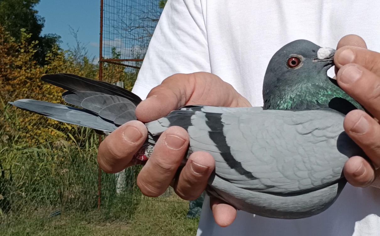 36	Final Race (412 km) + 2 Ace	 Flatrat E Veriut	 AL-262111-2025	