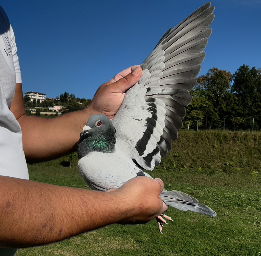 36	place Super Derby (506 km) 	 Joekel Skylights - OJ3	 DV-07001-5156-2025	