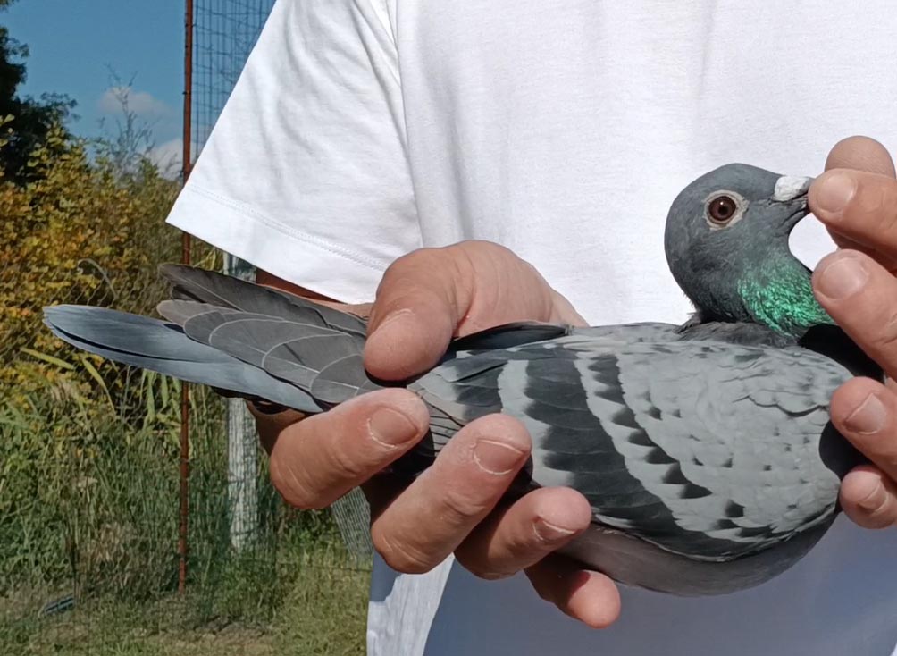 37	Final Race (412 km) 	 Julian Licka	 AL-260989-2025	