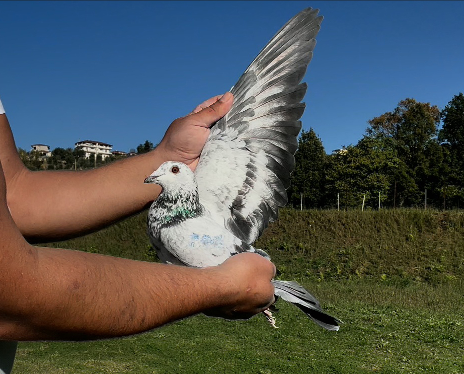 37	place Super Derby (506 km) 	 Weitstreckenclub P3P	 CH-10640-2025	