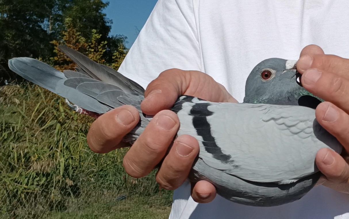 38	Final Race (412 km) 	 Joekel Skylights - OJ3	 DV-07001-5164-2025	