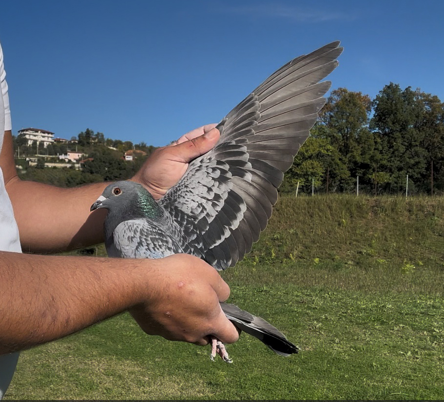 38	place Super Derby (506 km) 	 Liri & Sula	 AL-262036-2025	