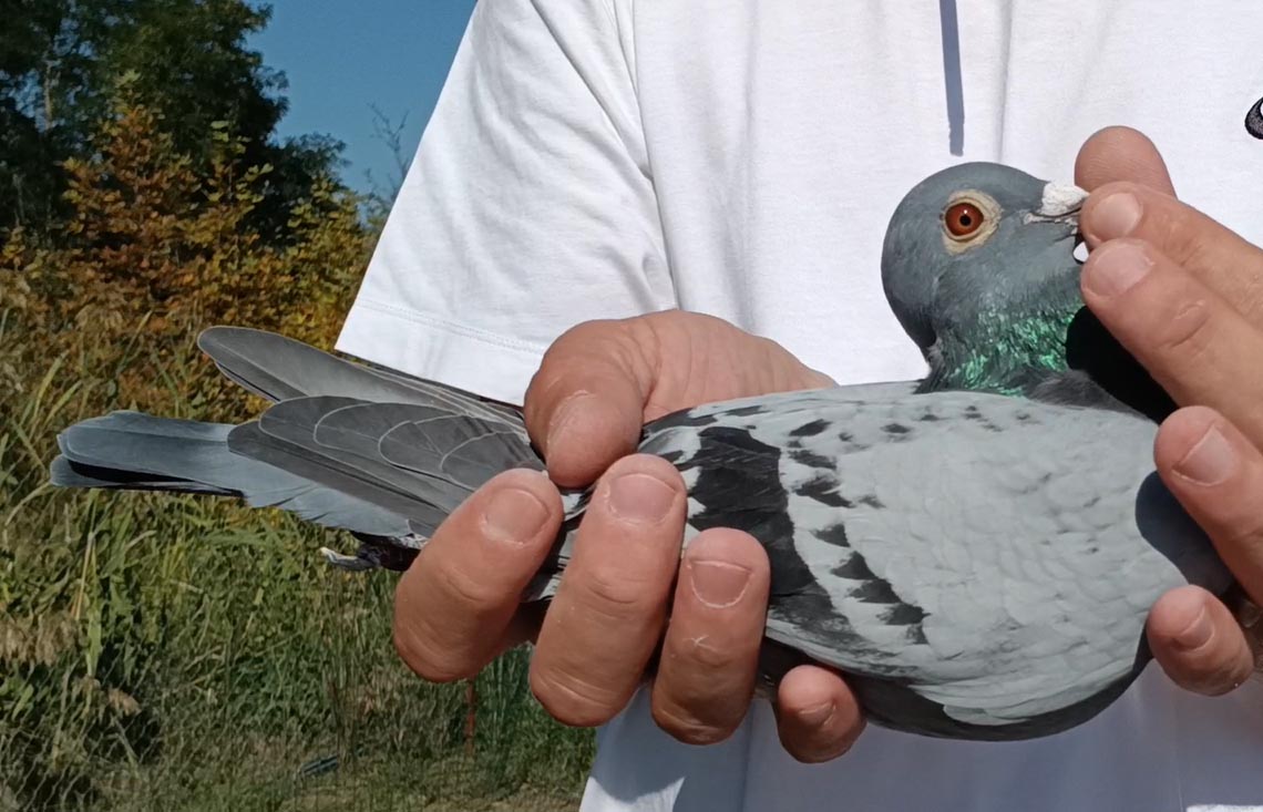 39	Final Race (412 km) + 10 Ace 	 Agim Fusha Team A	 NL-1718616-2025	