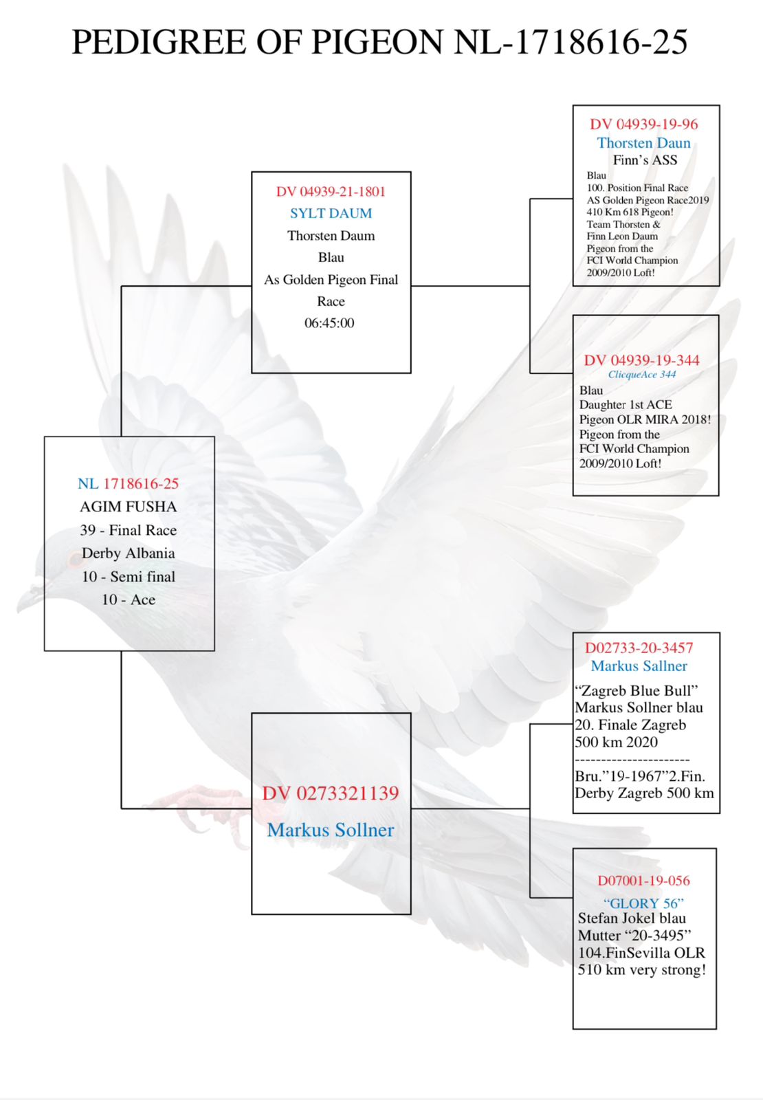 39	Final Race (412 km) + 10 Ace 	 Agim Fusha Team A	 NL-1718616-2025	
