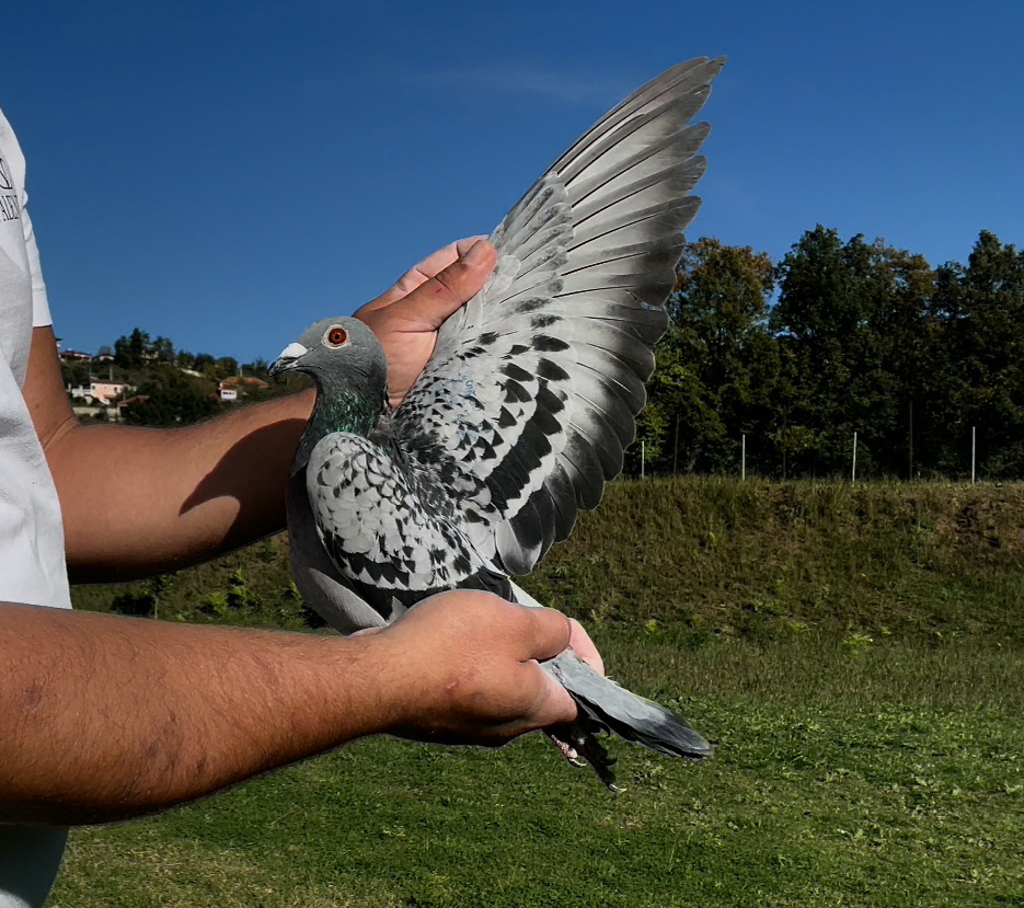 39	place Super Derby (506 km) 	 Maxim Kumanov	 BG-007957-2025	