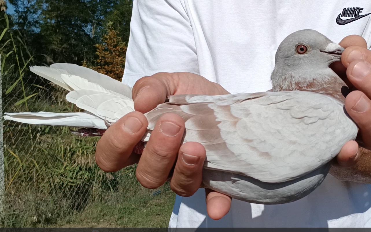 4	Final Race (412 km) 	 Visser Meijboom Team B #MAKTB	 NL-1176956-2025	