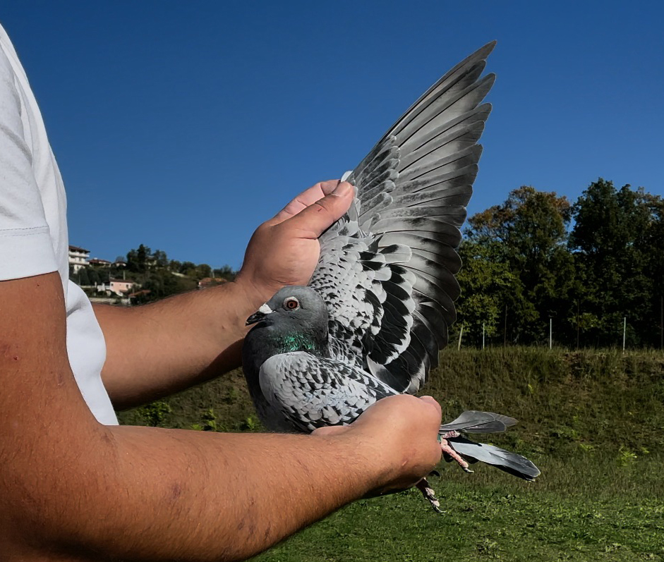 4	place Super Derby (506 km) 	 Kico & Lenci	 AL-60922-2025	